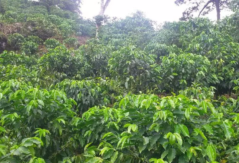 Fotos del hotel Y Restaurante Eco Chibulbut:  12