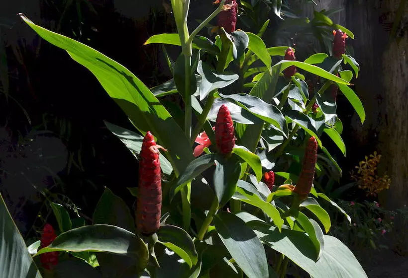 Fotos del hotel The Hoi An Orchid Garden Villas:  6