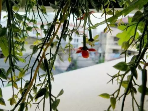 Fotos del hotel Galleria@subway:  15