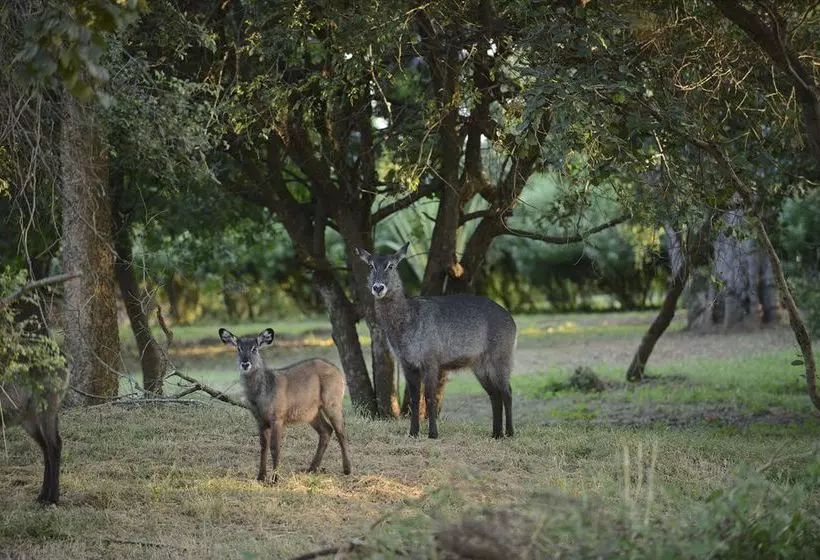 Fotos del hotel Lilayi Lodge:  15
