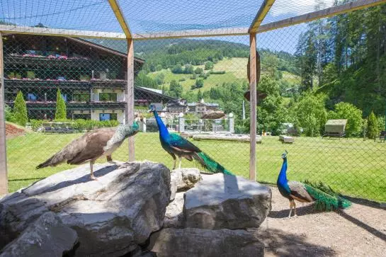 Fotos del hotel Interstar:  7