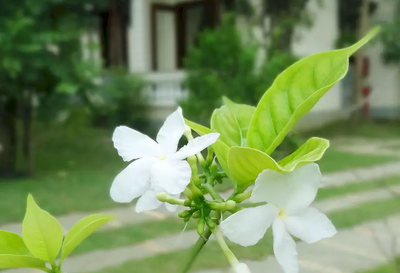 Fotos del hotel Hoi An Memority Villas & Spa:  22