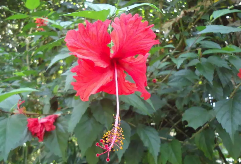 Fotos del hotel Mandarina:  8