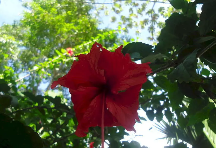 Fotos del hotel Mandarina:  22