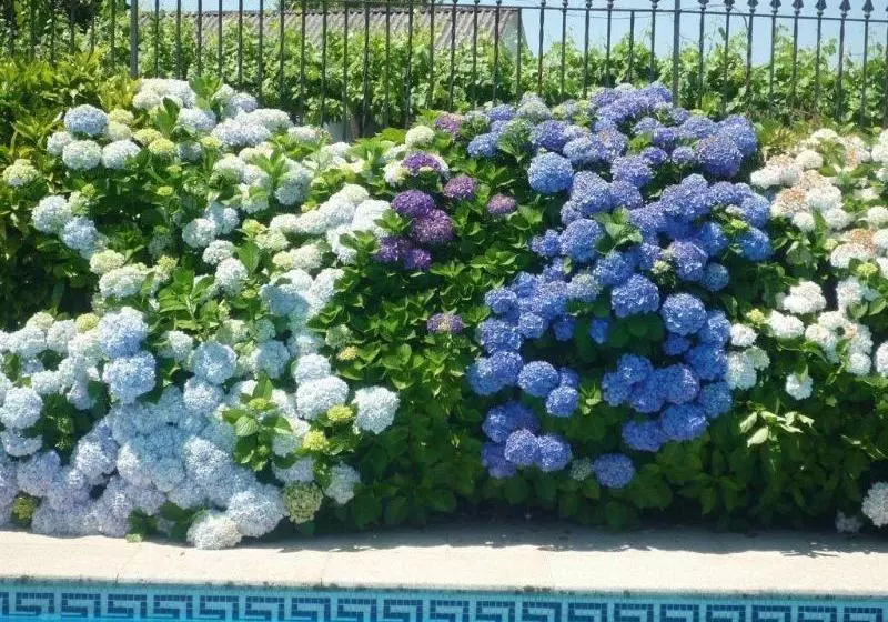 Fotos del hotel Casa Das Pias:  3