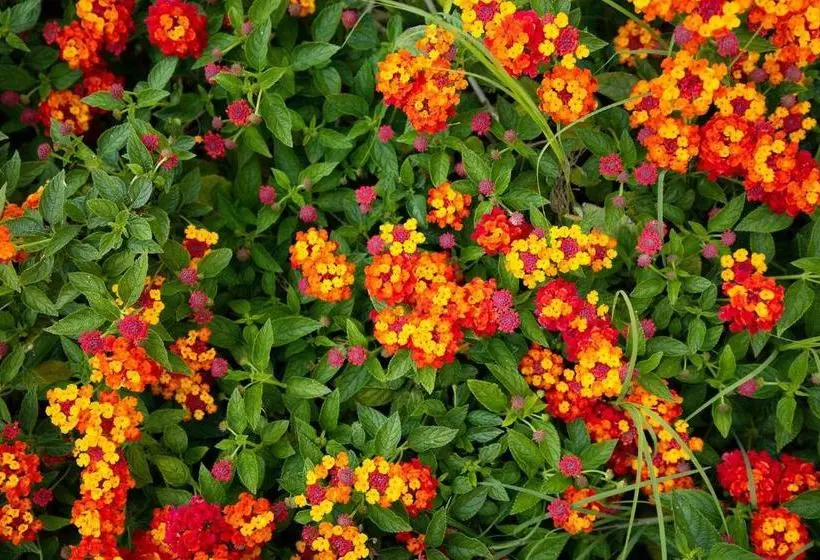 Fotos del hotel Park Hotel Porto Istana:  2