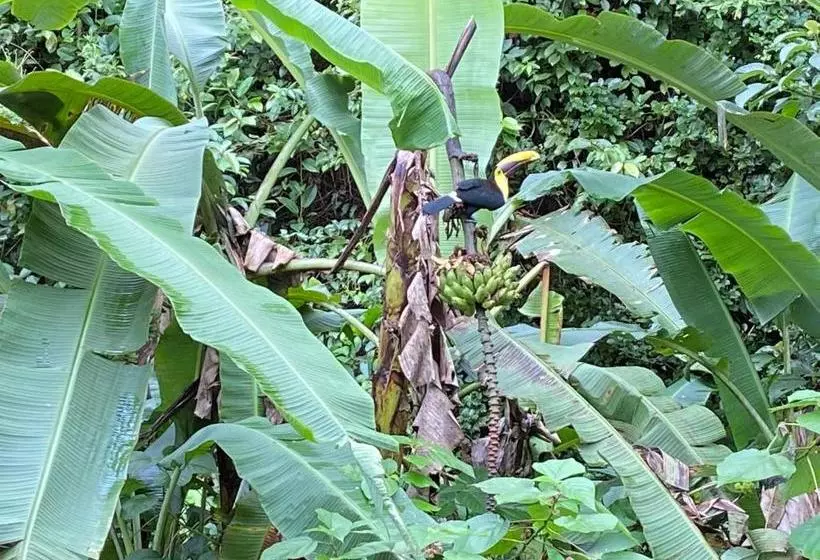 Fotos del hotel Mussaenda, Arenal:  10