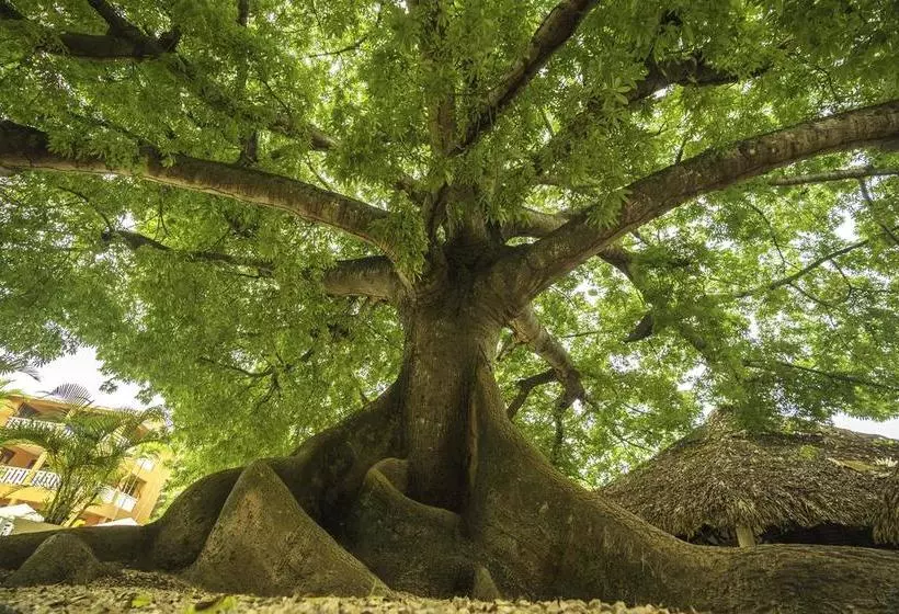 Fotos del hotel Bellevue Dominican Bay  All Inclusive:  10