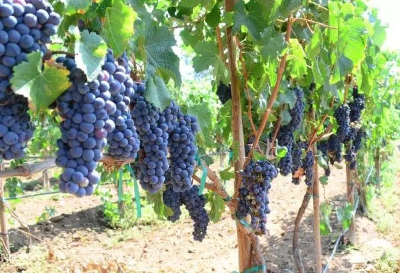 Fotos del hotel Holiday Inn Express San Diego - Rancho Bernardo, An Ihg:  8