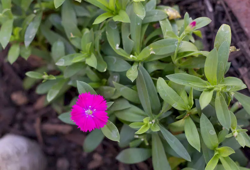 Fotos del hotel Dutch Manor Antique:  13