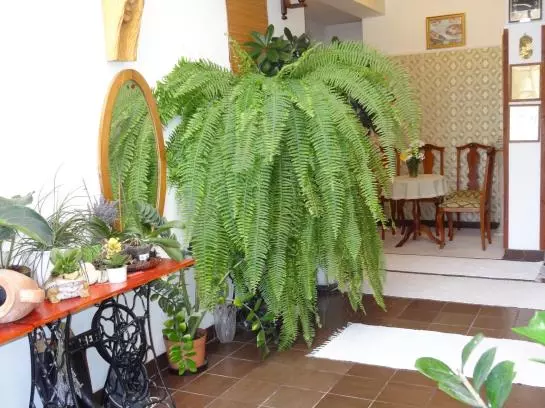 Fotos del hotel Bai Panzió:  19