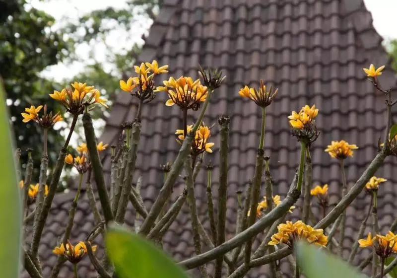 Fotos del hotel Khayangan Resort Villa:  5